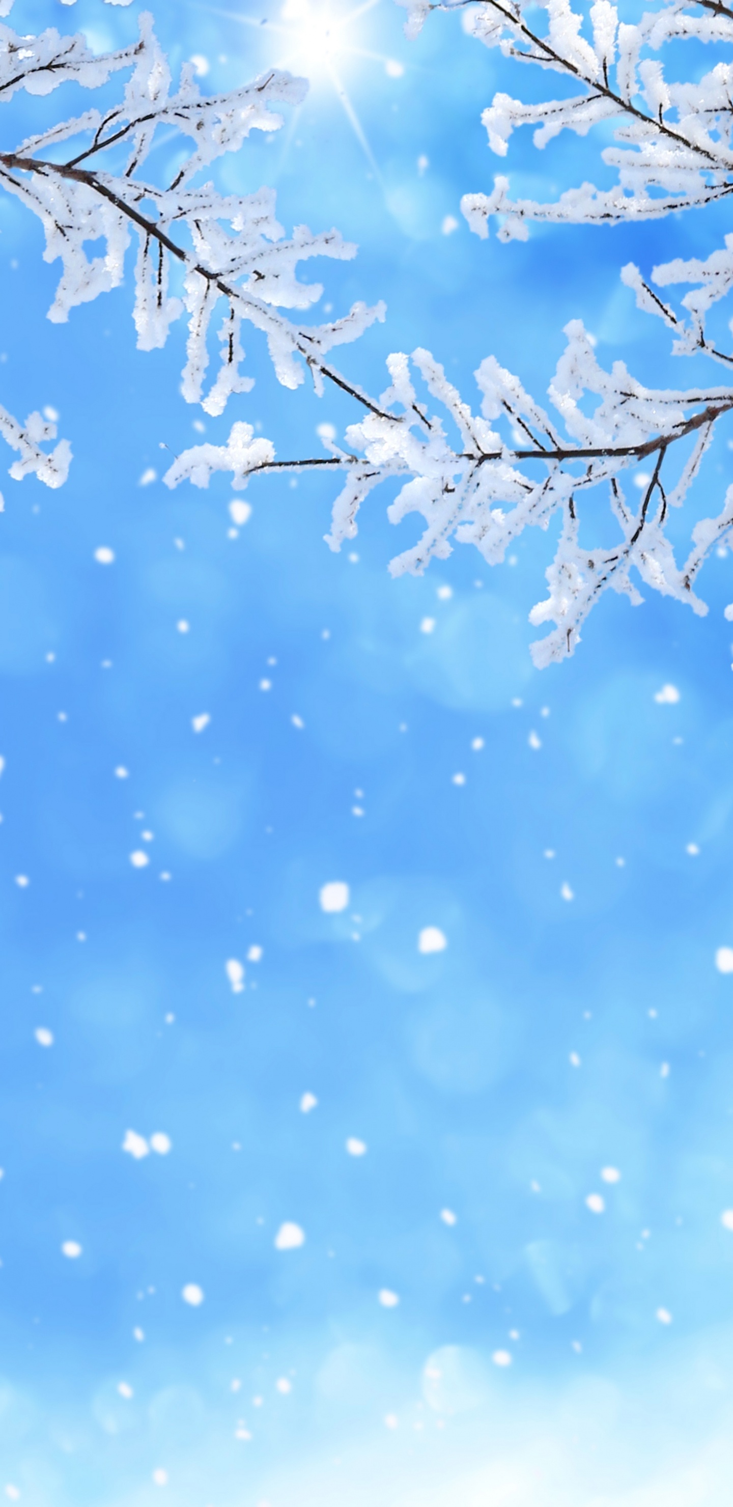 Обои снег, зима, синий, дневное время, ветвь в разрешении 1440x2960