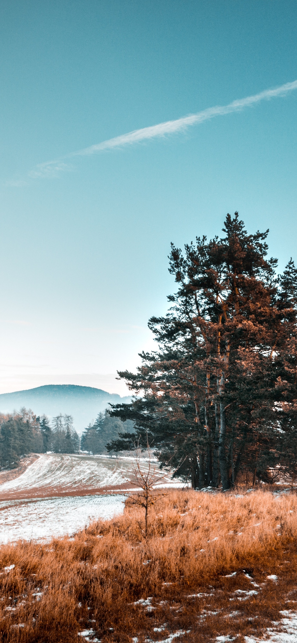 Обои природный ландшафт, природа, зима, дерево, снег в разрешении 1125x2436