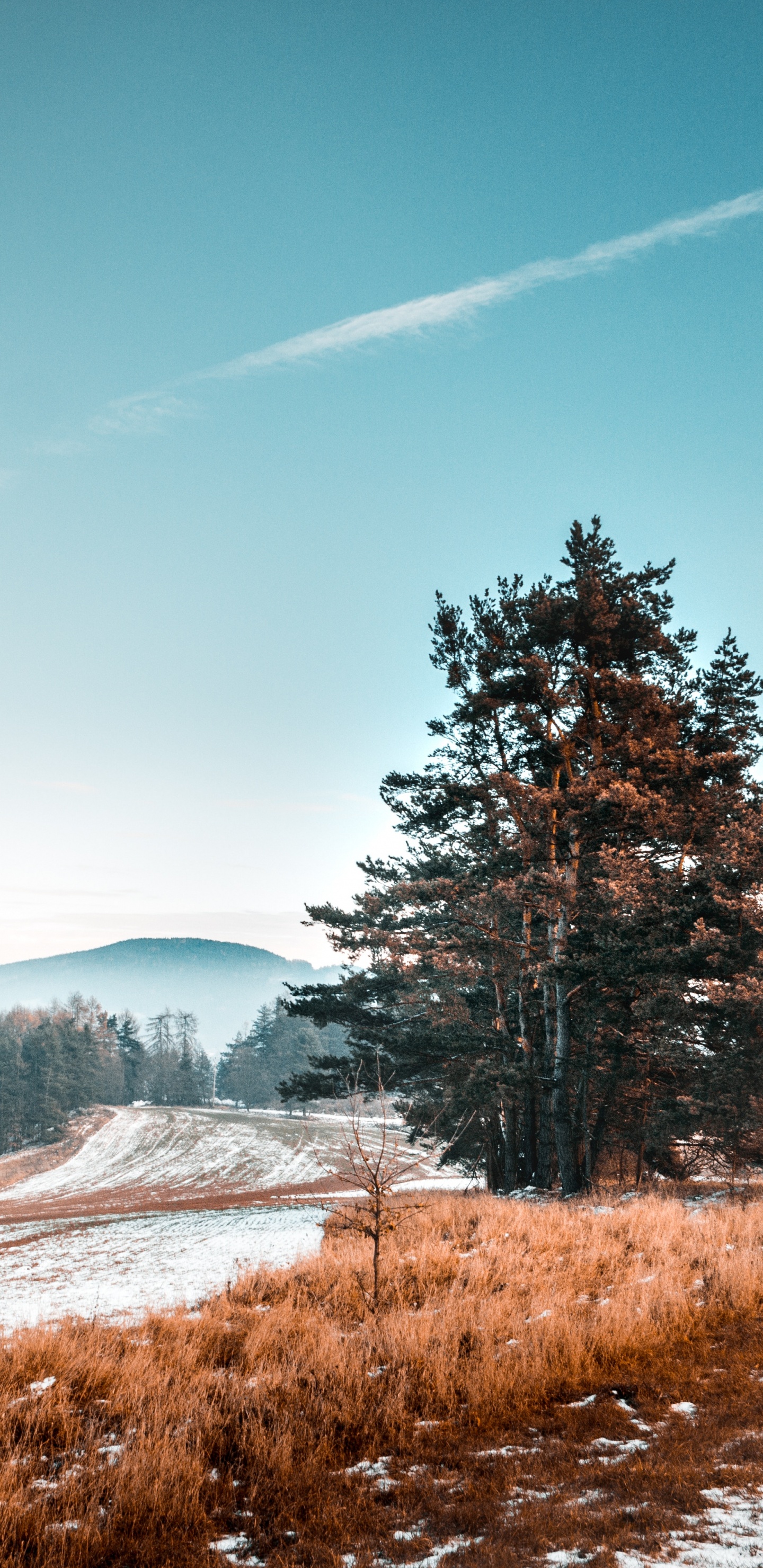 Обои природный ландшафт, природа, зима, дерево, снег в разрешении 1440x2960