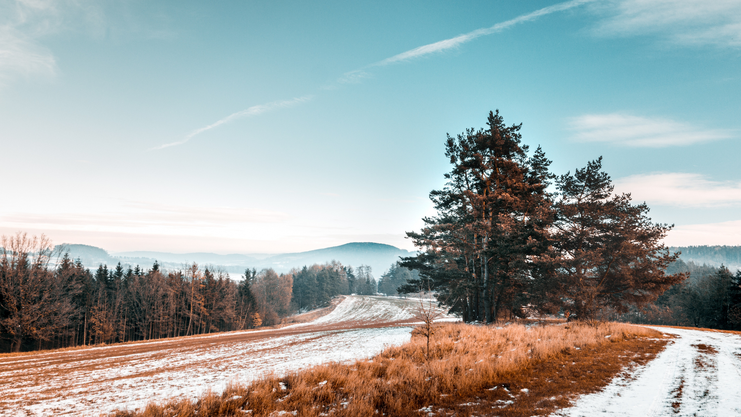 Обои природный ландшафт, природа, зима, дерево, снег в разрешении 2560x1440