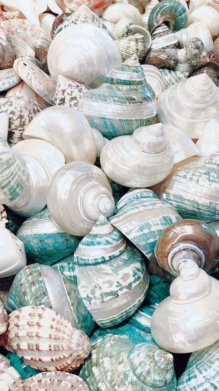 Обои ракушка, зеленый, лазурный, натуральный материал, посуда в разрешении 750x1334