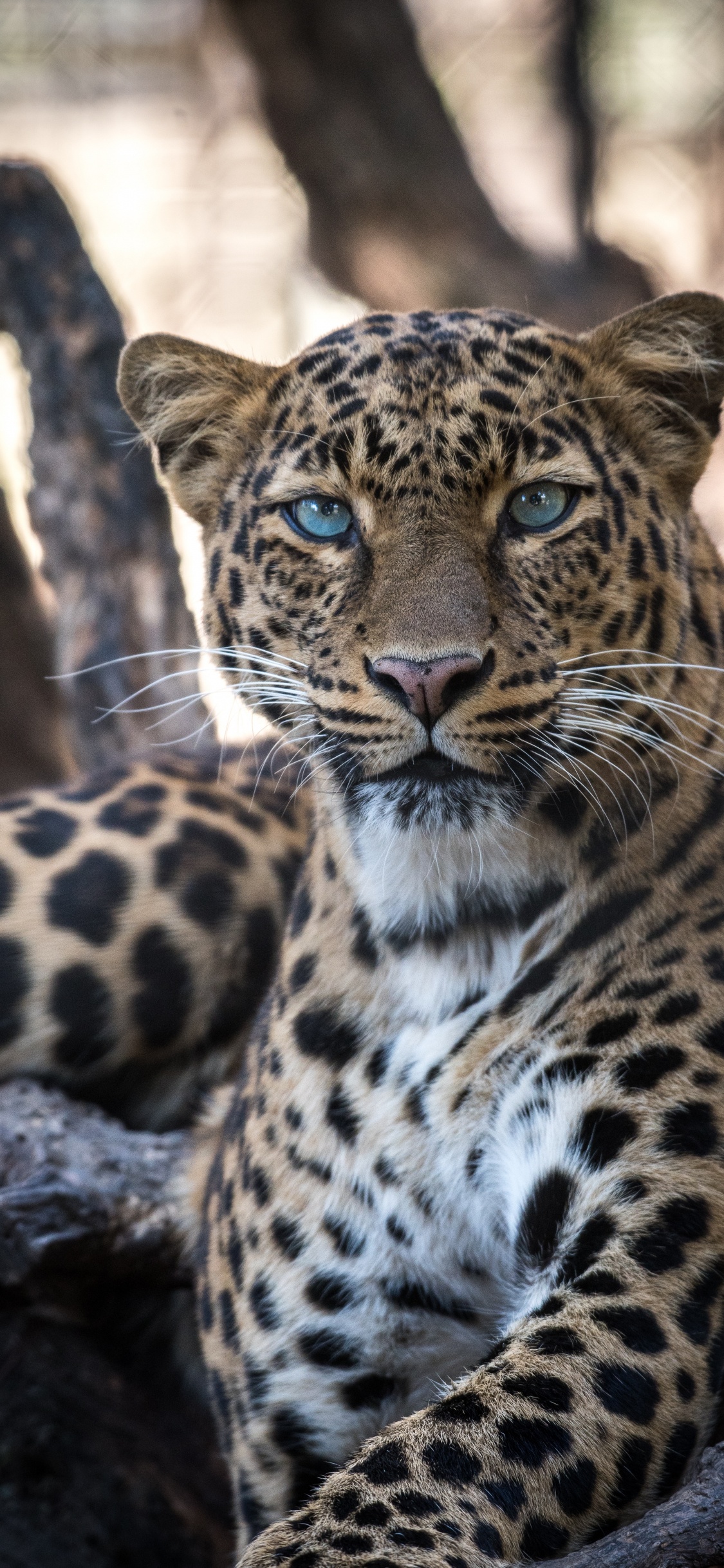 Обои Ягуар, Леопард, Гепард, большая кошка, снежный Барс в разрешении 1125x2436