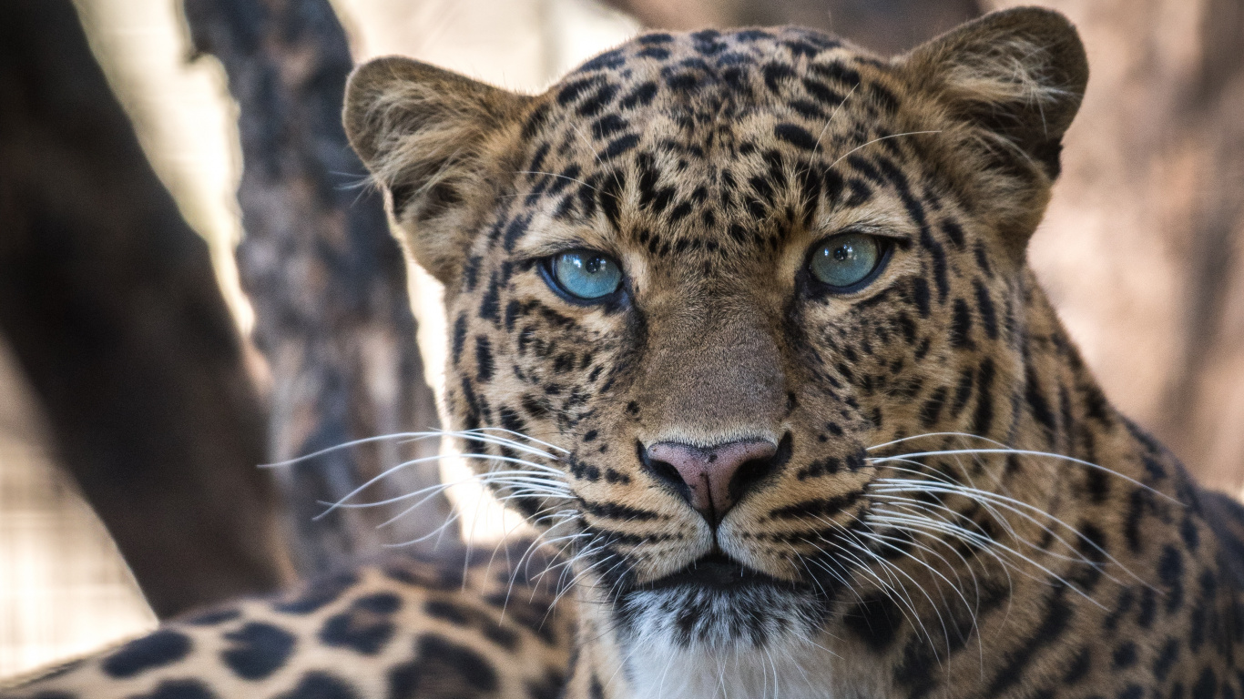 Обои Ягуар, Леопард, Гепард, большая кошка, снежный Барс в разрешении 1366x768