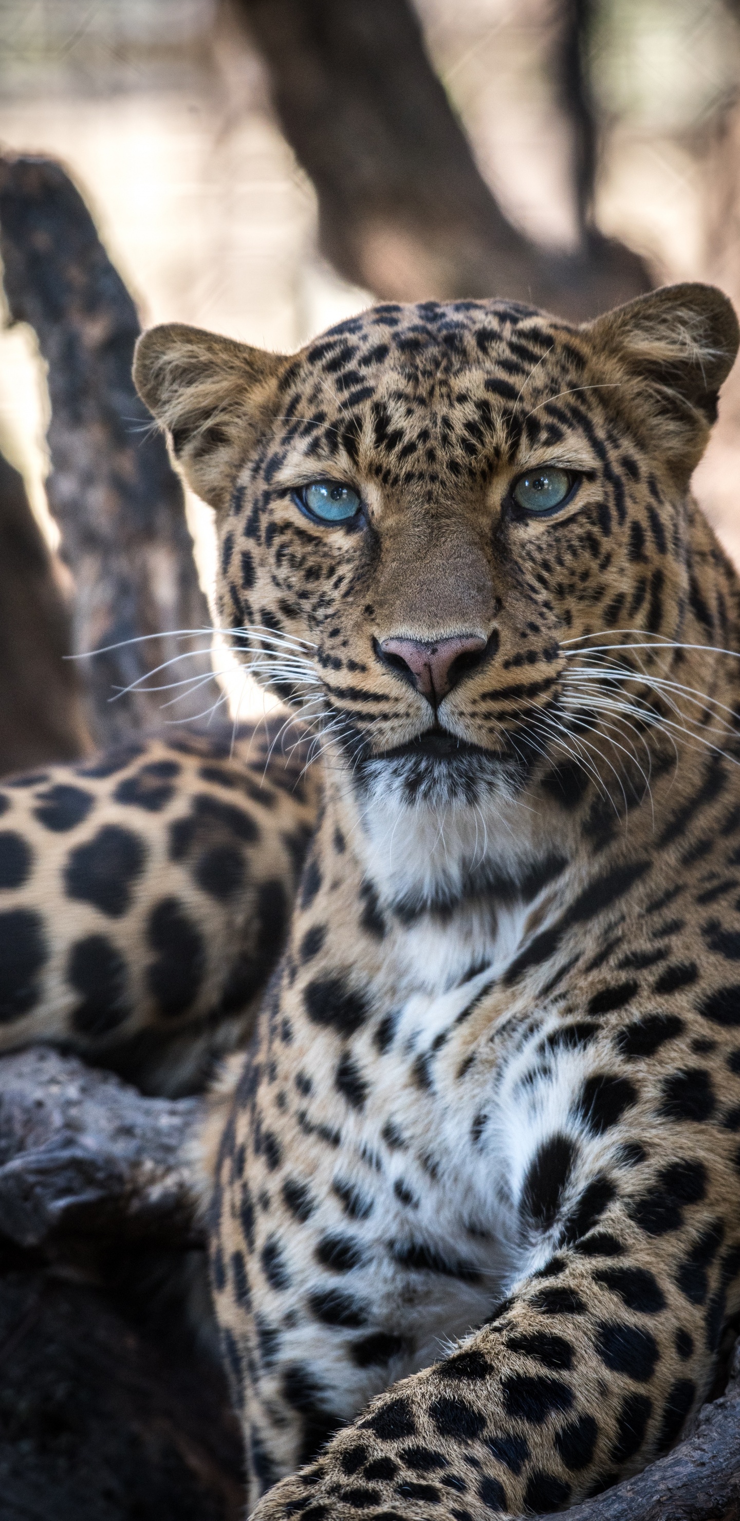 Обои Ягуар, Леопард, Гепард, большая кошка, снежный Барс в разрешении 1440x2960