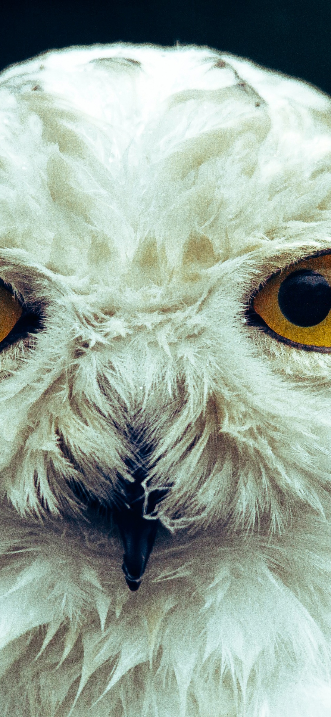 Обои голова белой совы, Снежная сова, сипуха, черно-белая сова, большая рогатая сова в разрешении 1125x2436