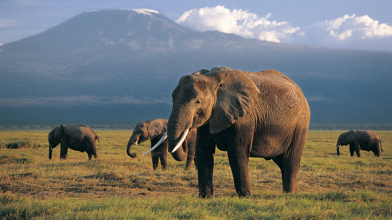 Обои Слон, наземные животные, слоны и мамонты, живая природа, индийский слон в разрешении 1366x768