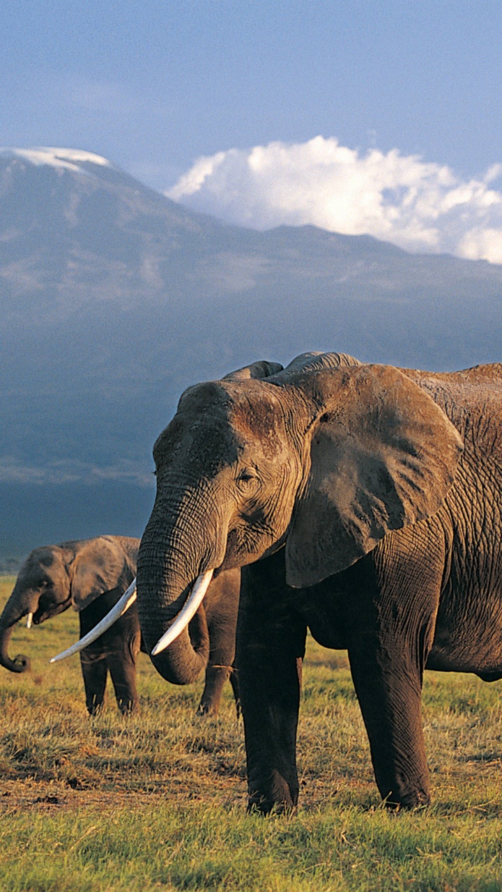Обои Слон, наземные животные, слоны и мамонты, живая природа, индийский слон в разрешении 720x1280
