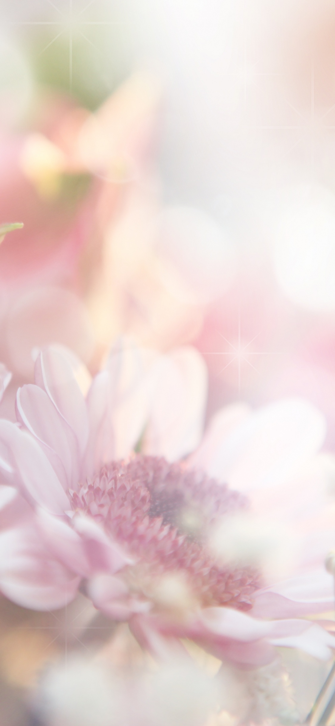 Обои цветочный букет, цветок, розовый, розовые цветы, весна в разрешении 1125x2436