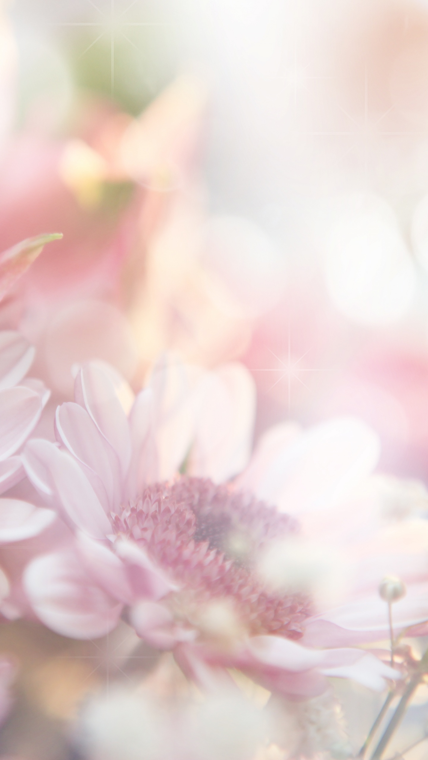 Обои цветочный букет, цветок, розовый, розовые цветы, весна в разрешении 1440x2560