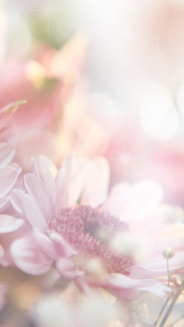 Обои цветочный букет, цветок, розовый, розовые цветы, весна в разрешении 720x1280