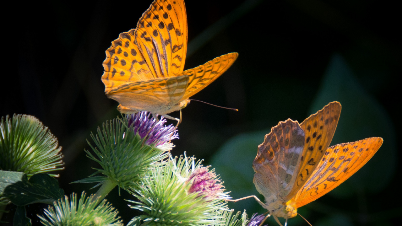 Обои насекомое, Маленькая жемчужина-граничит рябчик, мотыльки и бабочки, бабочка, беспозвоночных в разрешении 1280x720