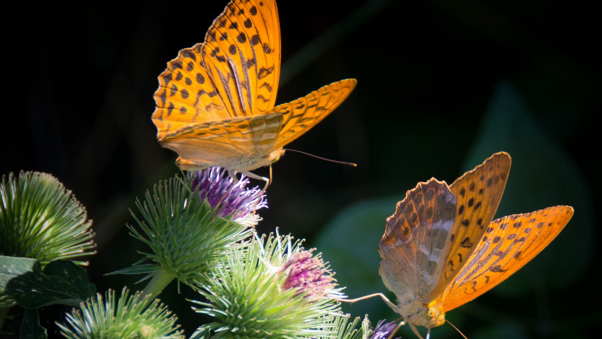 Обои насекомое, Маленькая жемчужина-граничит рябчик, мотыльки и бабочки, бабочка, беспозвоночных в разрешении 1920x1080