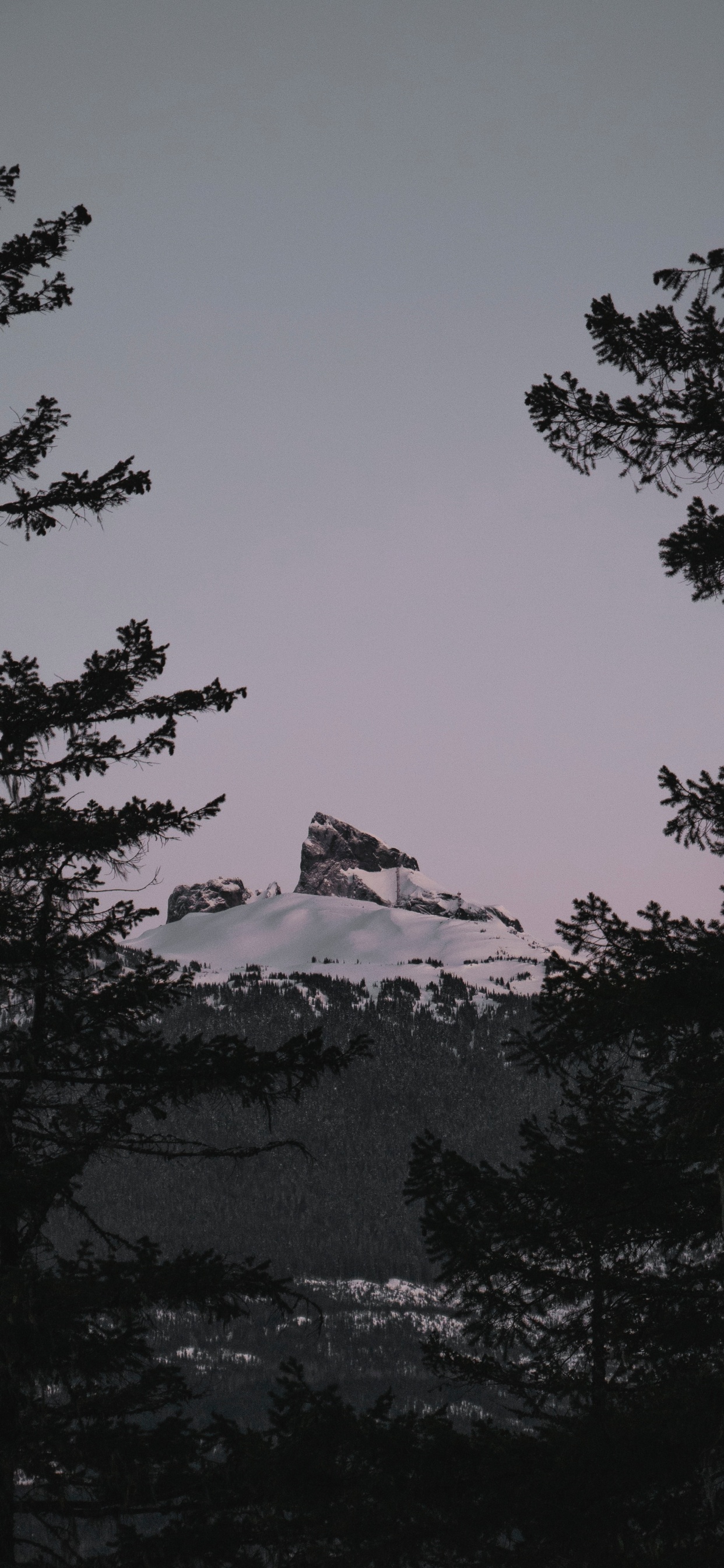 Обои биом, пихта, дерево, природа, дикая местность в разрешении 1242x2688