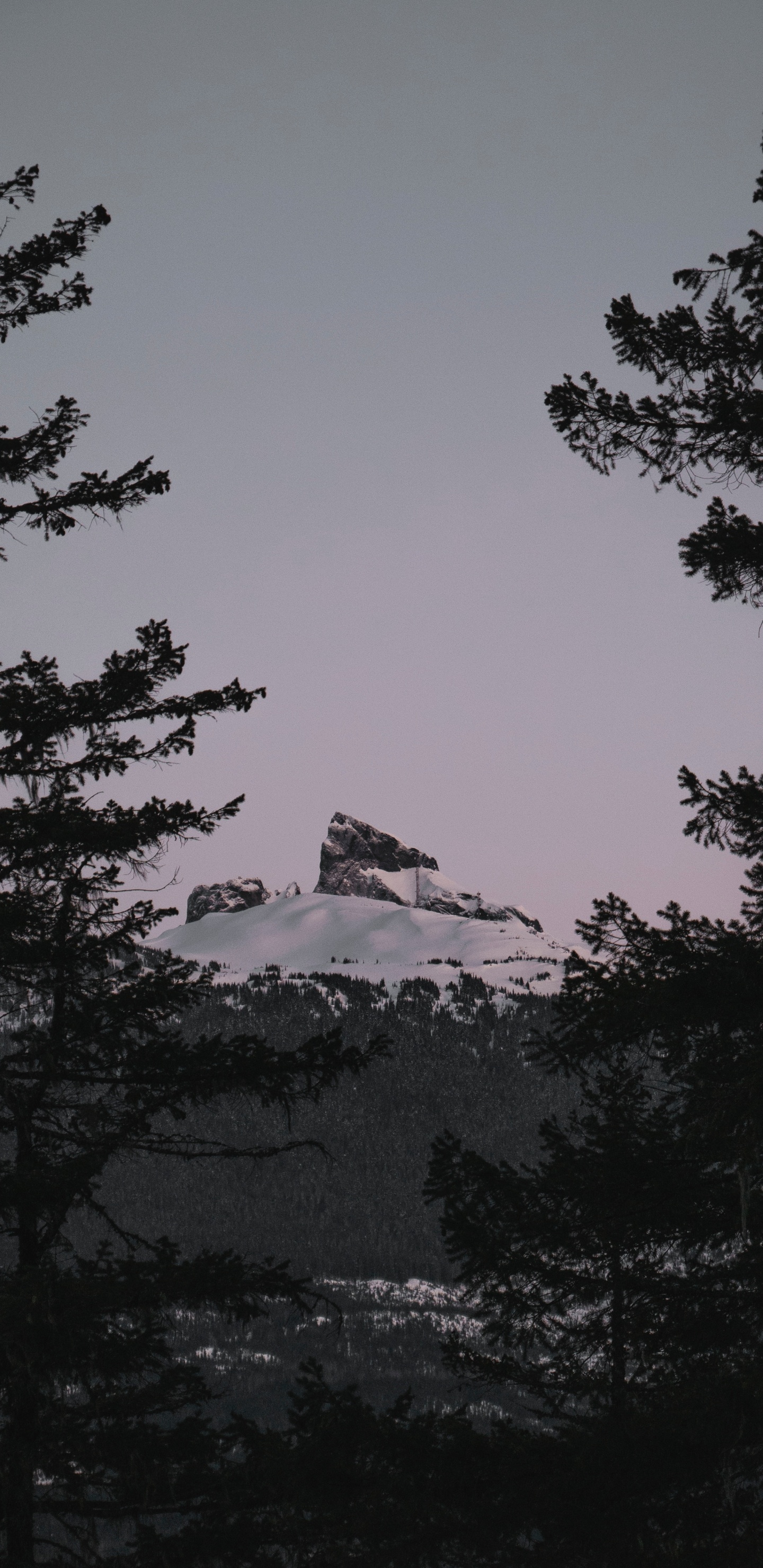 Обои биом, пихта, дерево, природа, дикая местность в разрешении 1440x2960