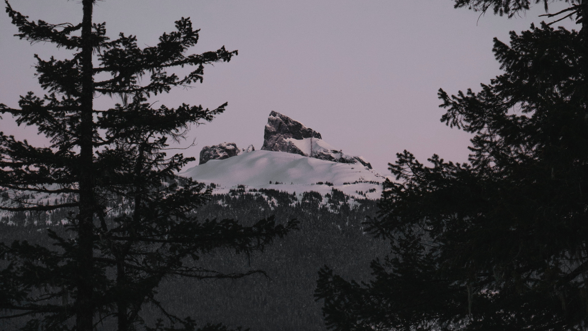 Обои биом, пихта, дерево, природа, дикая местность в разрешении 1920x1080