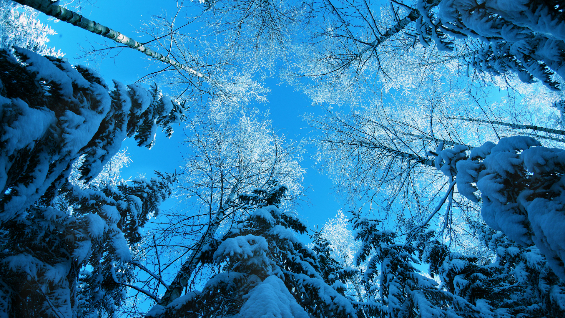 Обои синий, дерево, природа, ветвь, зима в разрешении 1920x1080