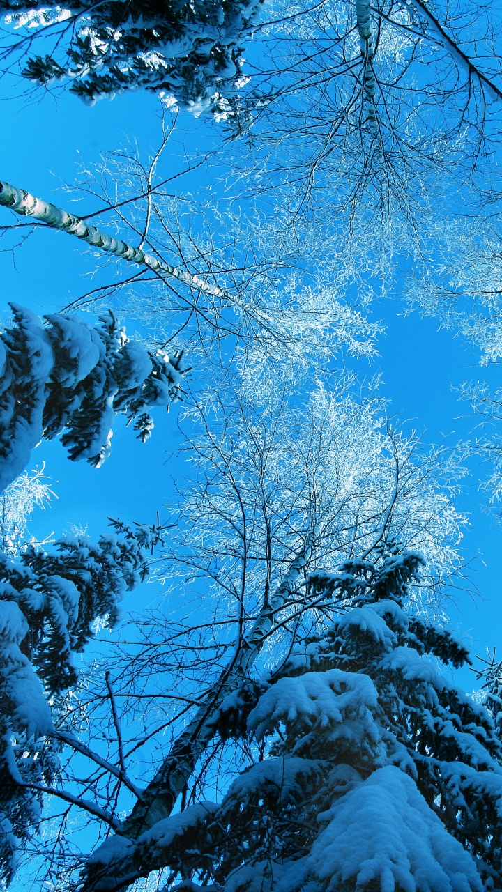 Обои синий, дерево, природа, ветвь, зима в разрешении 720x1280