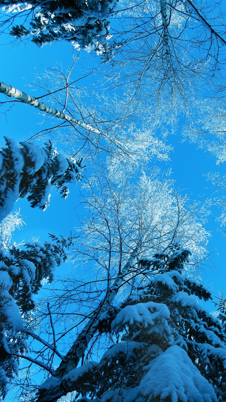 Обои синий, дерево, природа, ветвь, зима в разрешении 750x1334