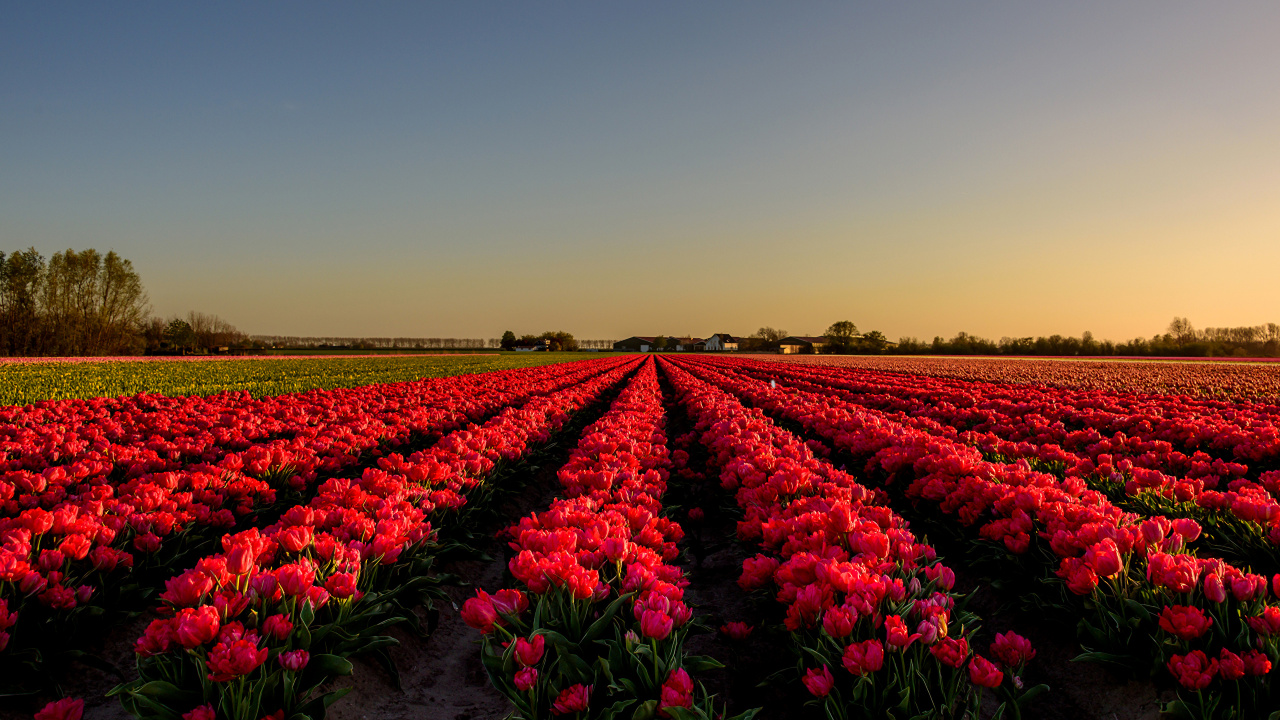 Обои тюльпаны, цветок, Нидерланды, поле, красный цвет в разрешении 1280x720