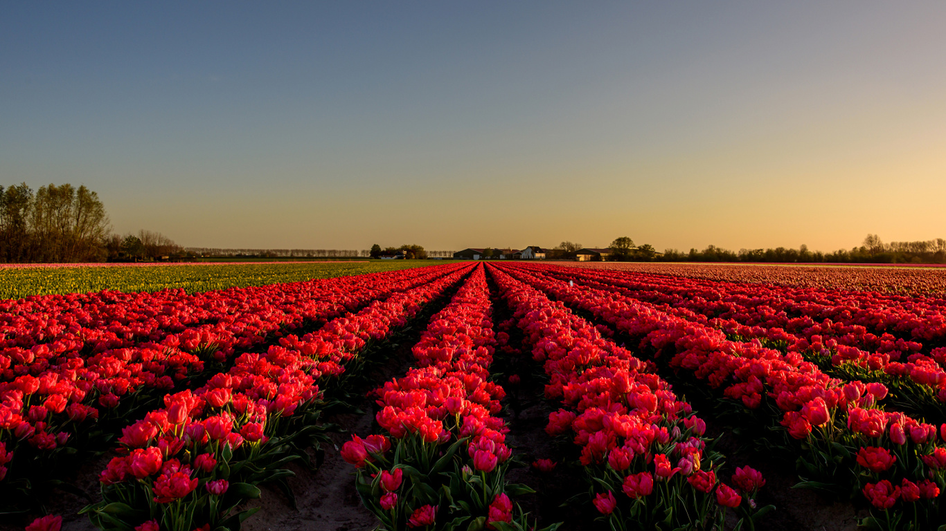 Обои тюльпаны, цветок, Нидерланды, поле, красный цвет в разрешении 1366x768