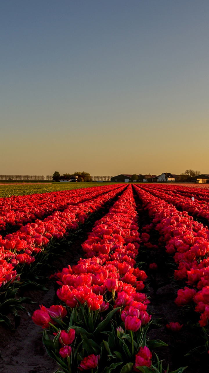 Обои тюльпаны, цветок, Нидерланды, поле, красный цвет в разрешении 720x1280