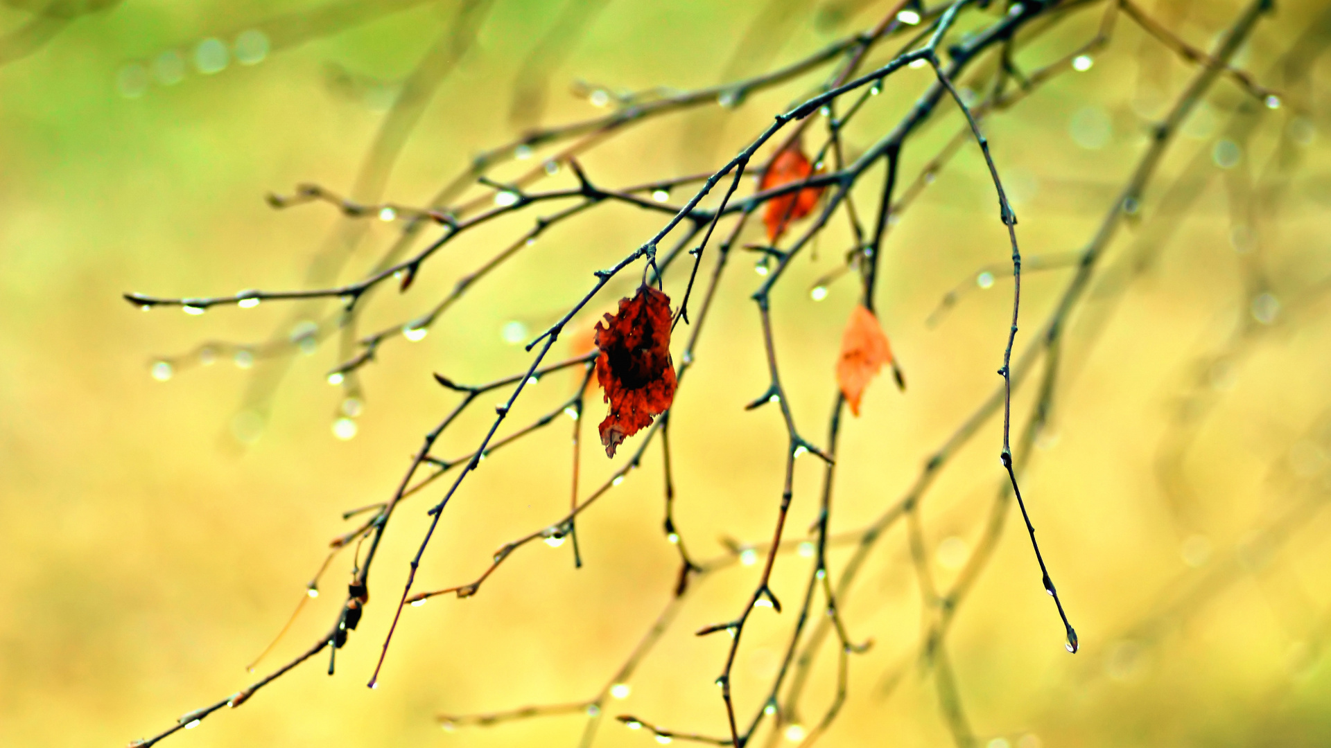 Обои осень, ветвь, прут, Янтарь, природный ландшафт в разрешении 1920x1080