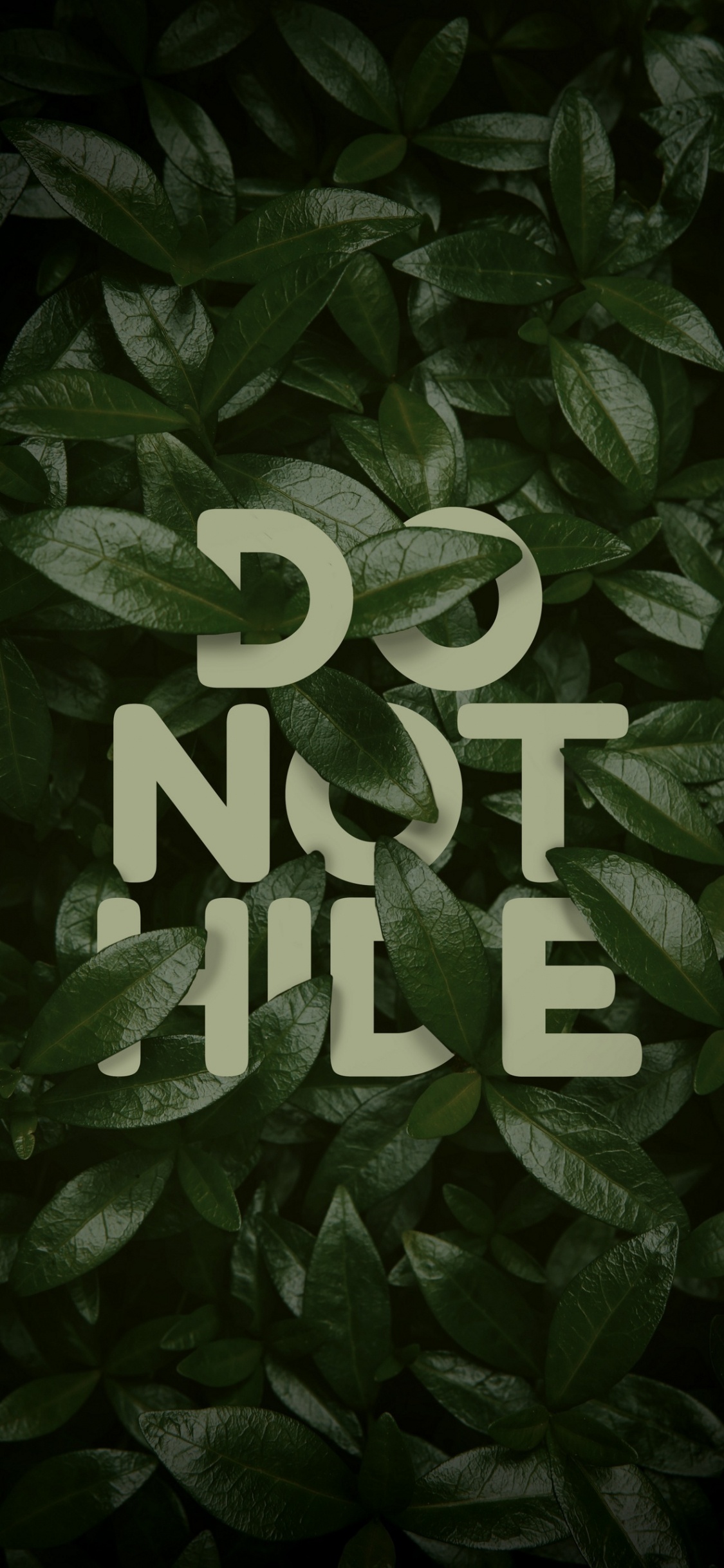 Обои любовь против дизайна, растение, наземное растение, публикация, узор в разрешении 1125x2436