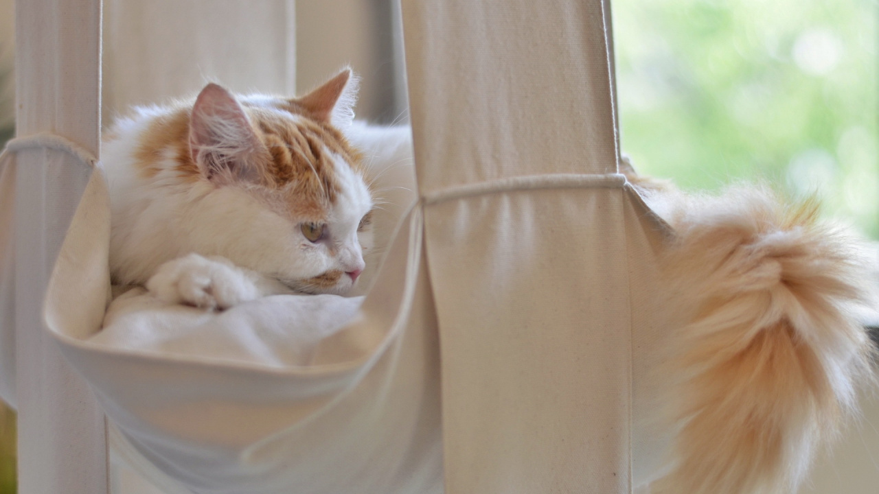 Обои мех, эгейская кошка, фауна, малые и средние кошки, персидская кошка в разрешении 1280x720