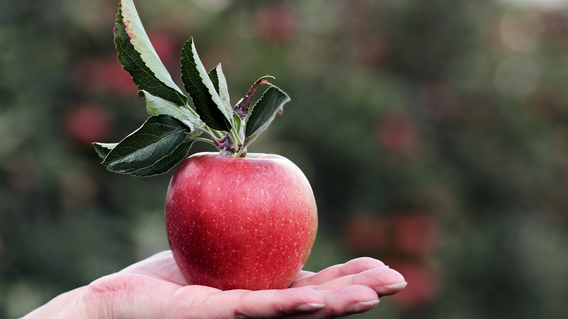 Скачать 1920x1080 обои Apple, Созревание, Фруктовый Сад, Фрукты, Растение Обои apple, созревание, фруктовый сад, фрукты, растение в разрешении 1920x1080