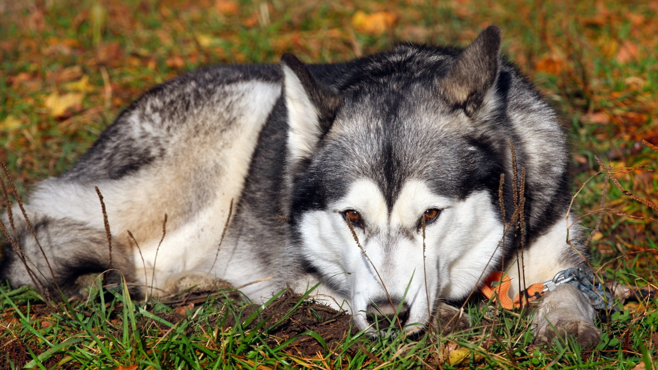 Обои аляскинский маламут, аляскинский хаски, щенок, волчьей собаки сарлоса, цвергшнауцер в разрешении 1280x720