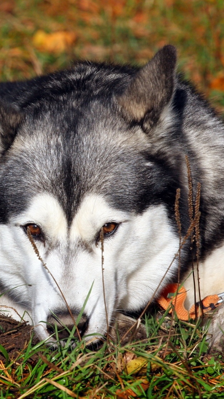 Обои аляскинский маламут, аляскинский хаски, щенок, волчьей собаки сарлоса, цвергшнауцер в разрешении 720x1280