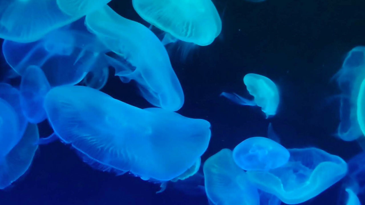 Обои Медуза, яблоко, iOS 14, синий, окружающая среда в разрешении 1280x720