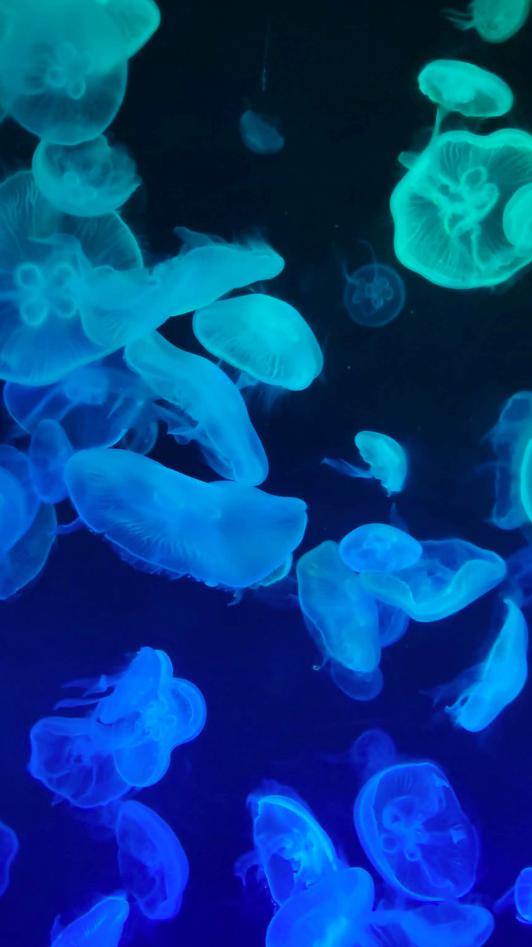 Обои Медуза, яблоко, iOS 14, синий, окружающая среда в разрешении 750x1334