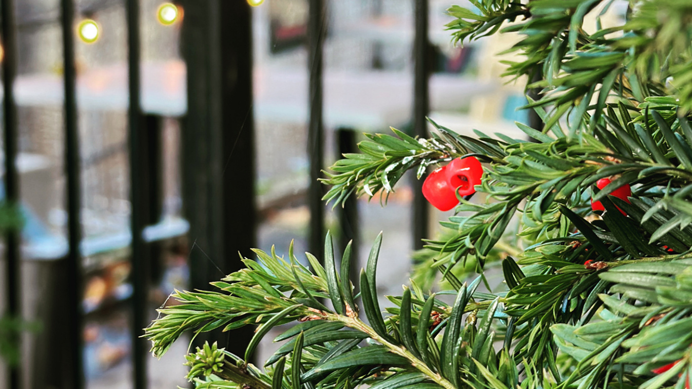 Обои лист, растение, цветок, ветвь, рождественский орнамент в разрешении 1366x768