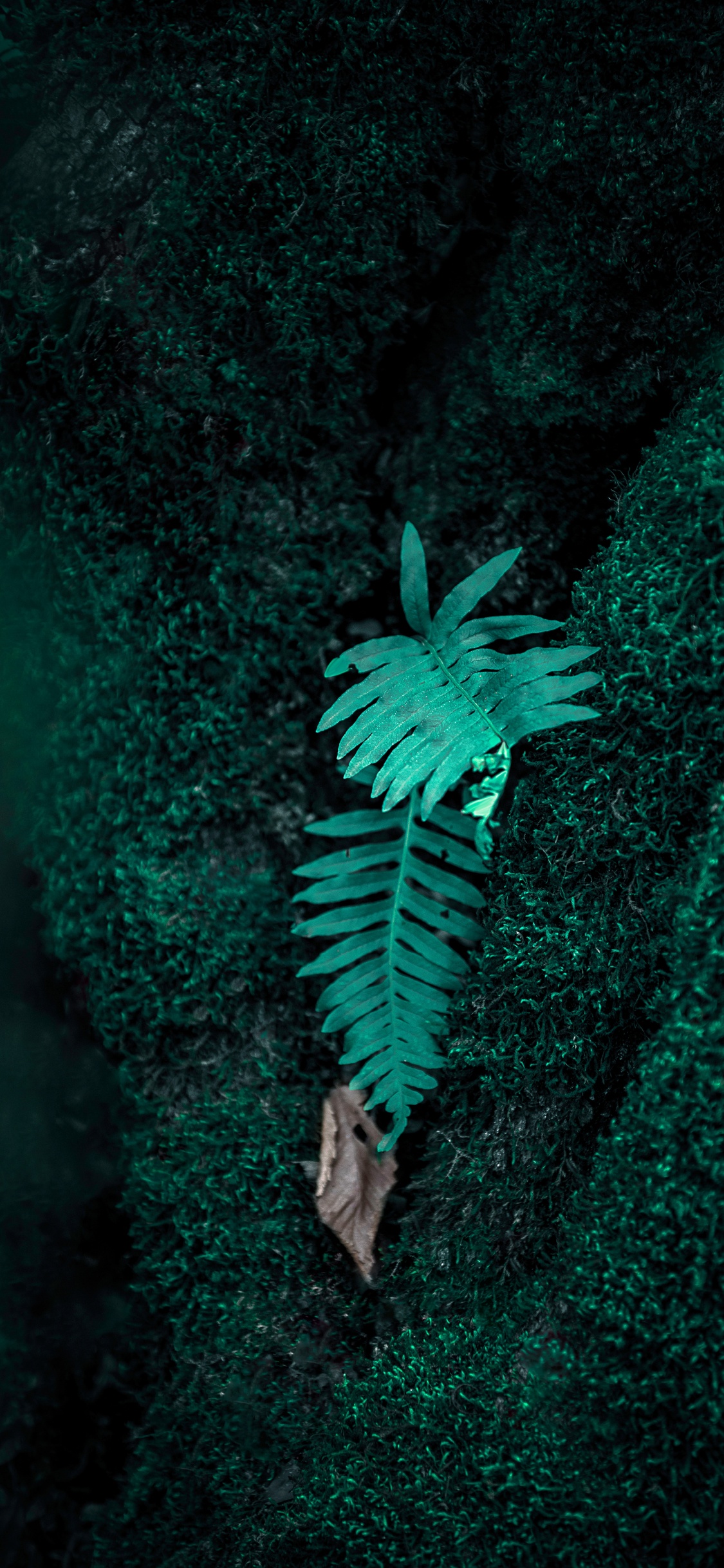Обои папоротник, зеленый, верхняя одежда, растение, иллюстрация в разрешении 1125x2436