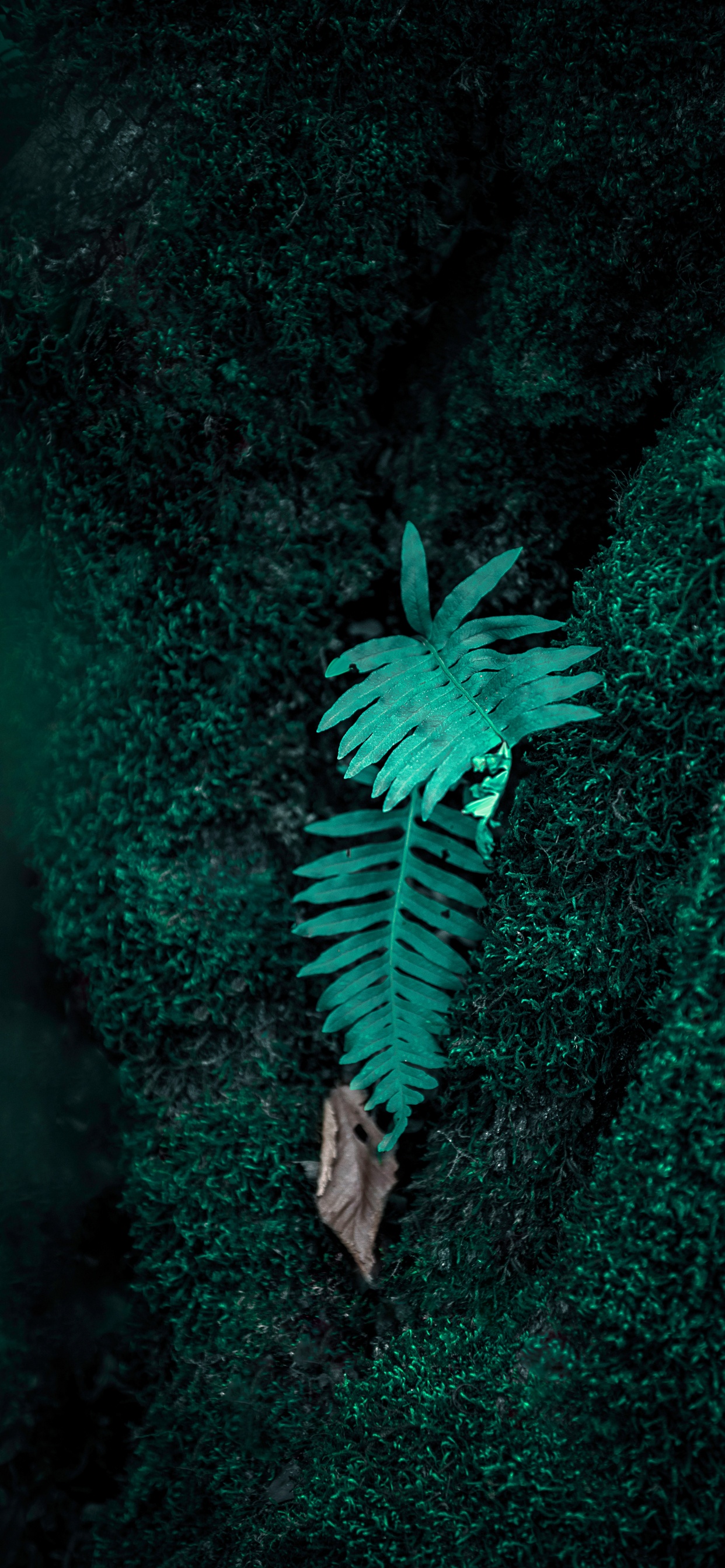 Обои папоротник, зеленый, верхняя одежда, растение, иллюстрация в разрешении 1242x2688