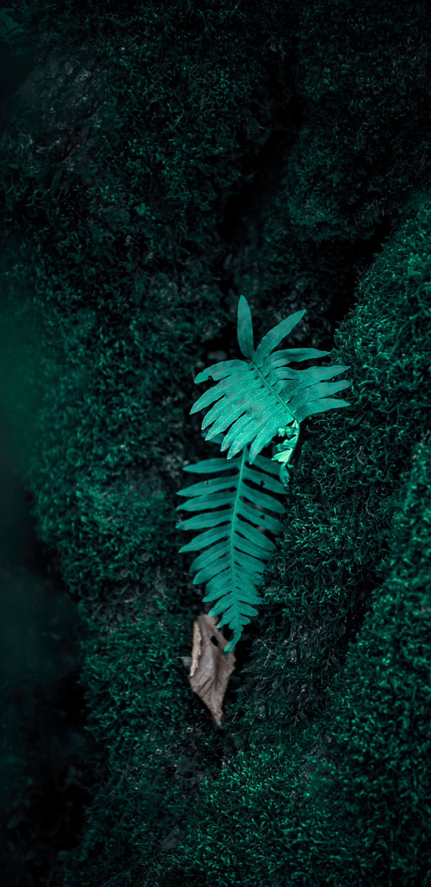 Обои папоротник, зеленый, верхняя одежда, растение, иллюстрация в разрешении 1440x2960