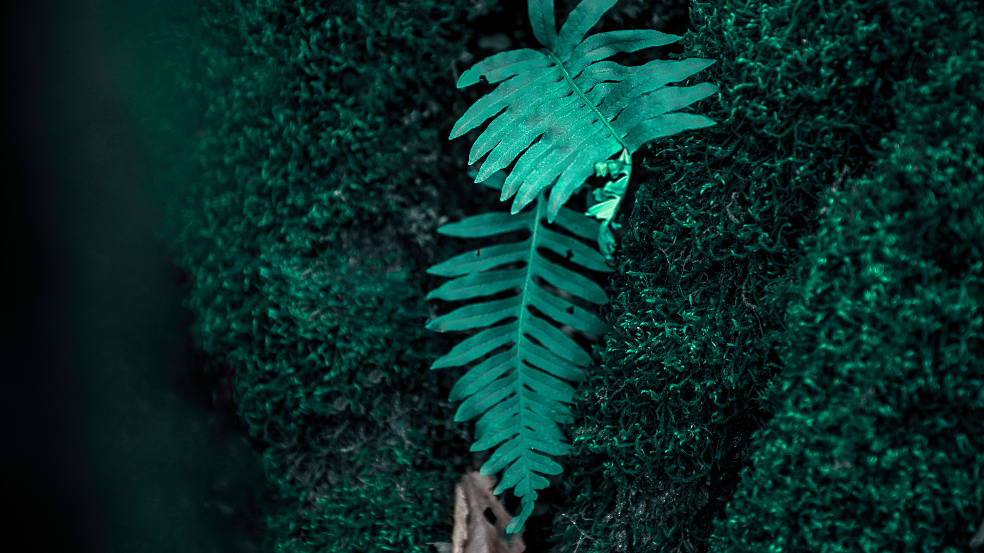 Обои папоротник, зеленый, верхняя одежда, растение, иллюстрация в разрешении 1920x1080