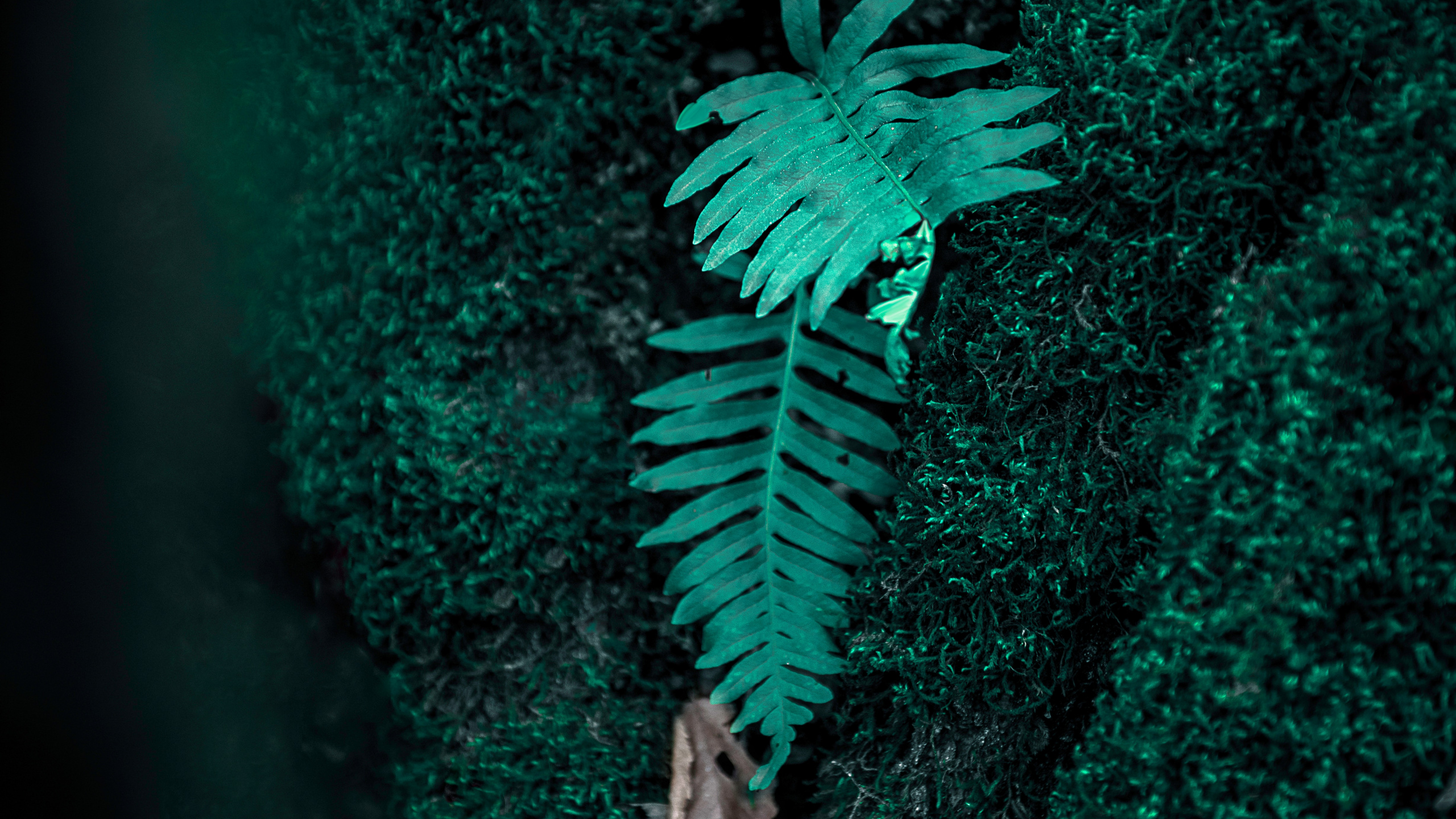 Обои папоротник, зеленый, верхняя одежда, растение, иллюстрация в разрешении 2560x1440