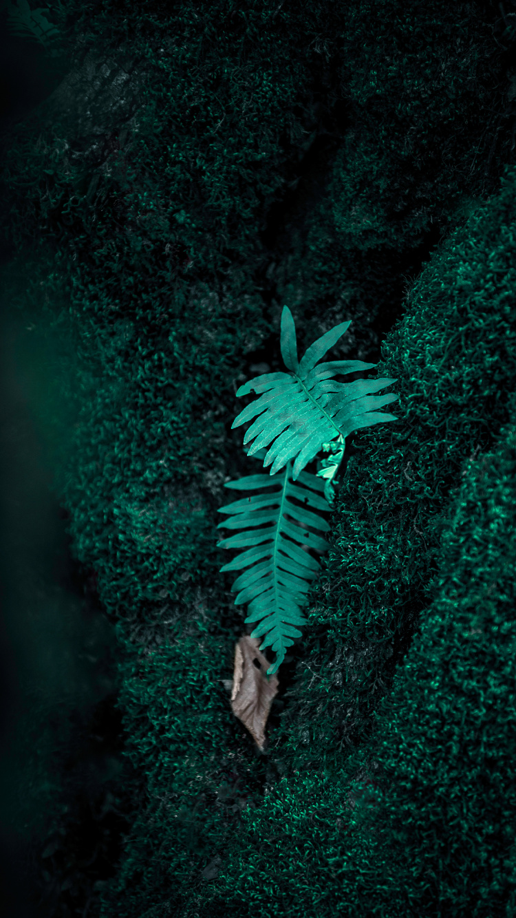 Обои папоротник, зеленый, верхняя одежда, растение, иллюстрация в разрешении 750x1334