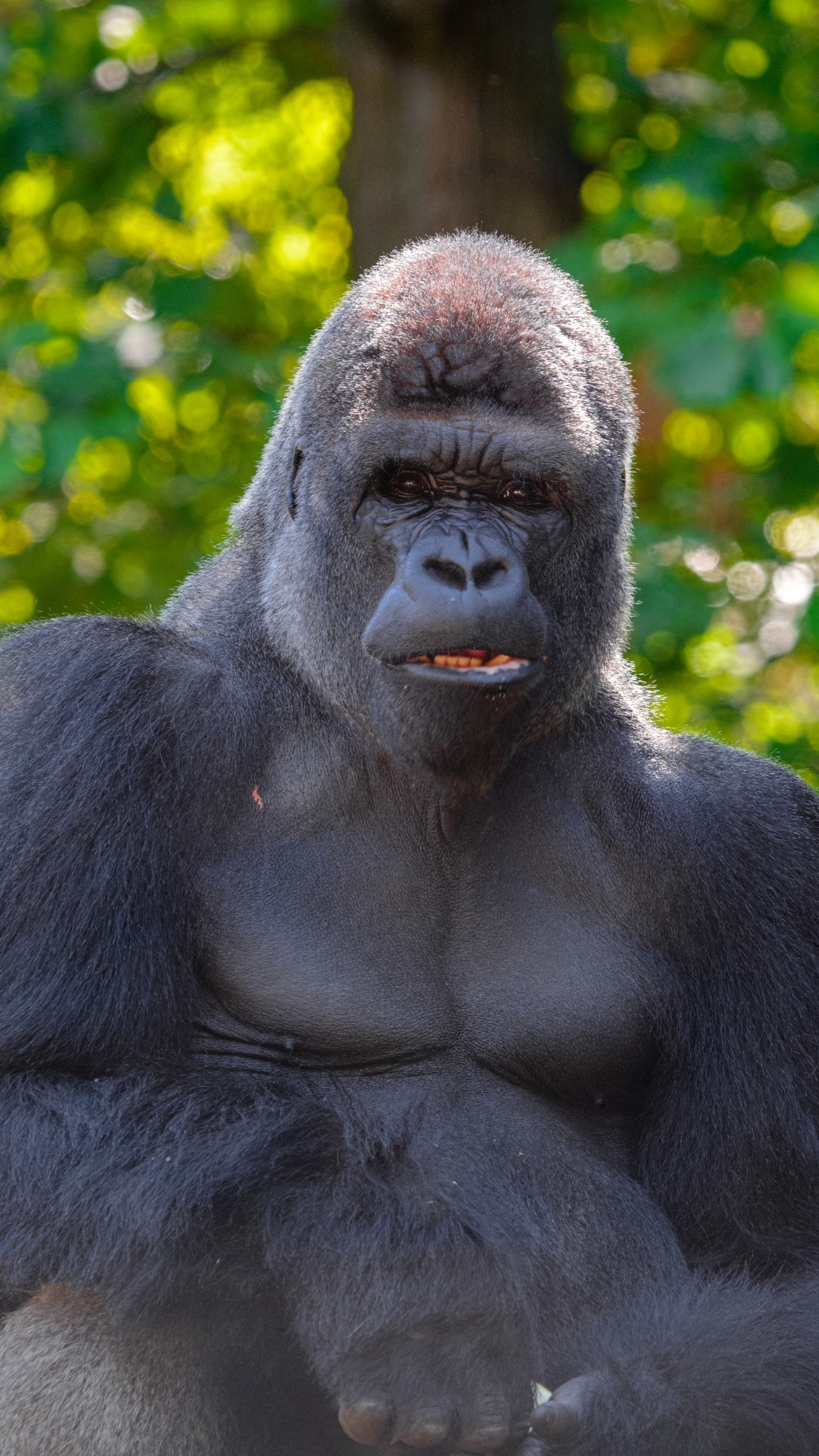 Обои шимпанзе, примас, морда, наземные животные, лист в разрешении 1440x2560