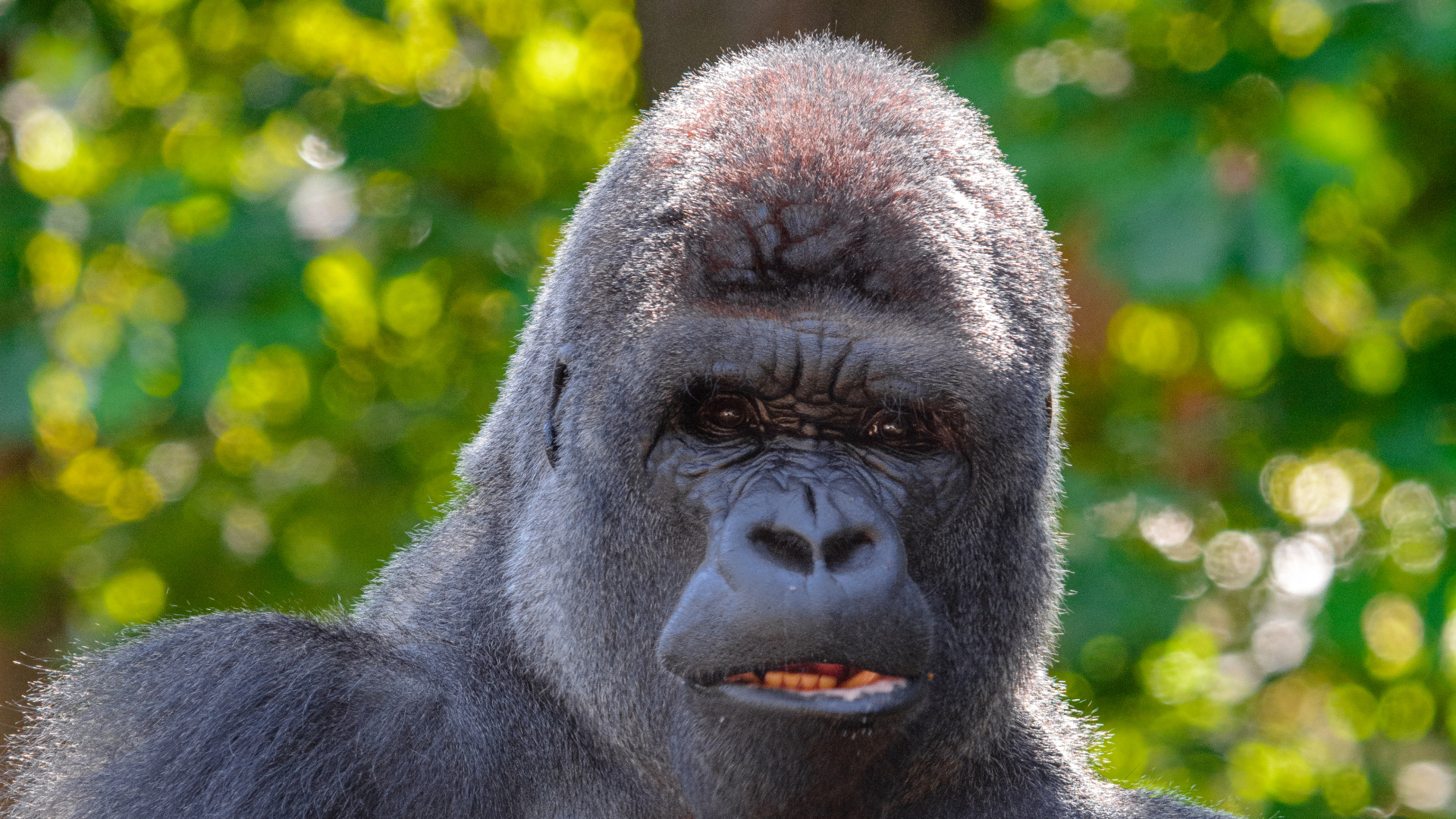 Обои шимпанзе, примас, морда, наземные животные, лист в разрешении 1920x1080