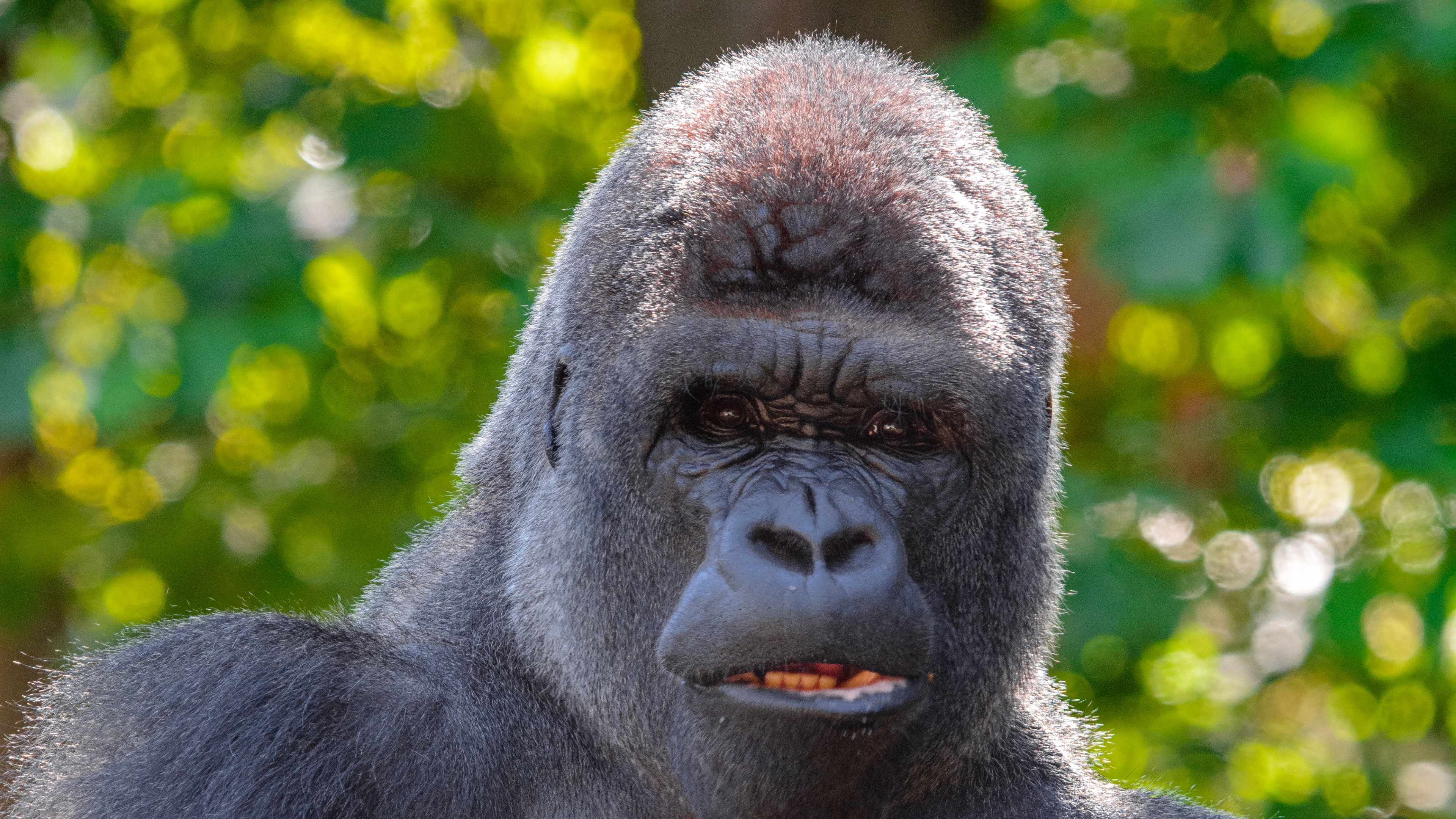 Обои шимпанзе, примас, морда, наземные животные, лист в разрешении 3840x2160