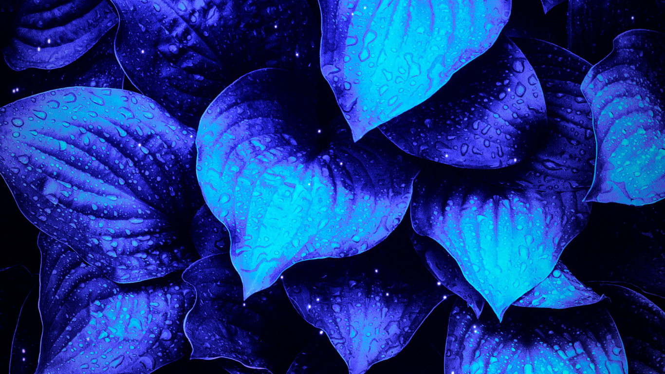 Обои цветок, пурпур, синий, лепесток, Фиолетовый в разрешении 1366x768