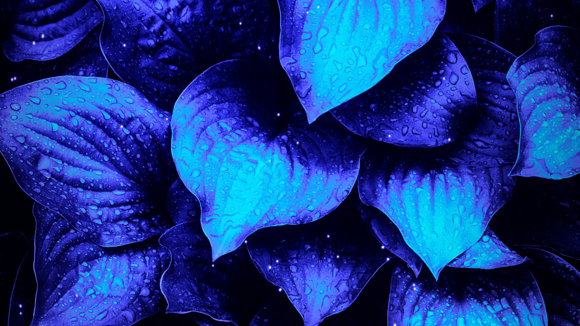 Обои цветок, пурпур, синий, лепесток, Фиолетовый в разрешении 1920x1080