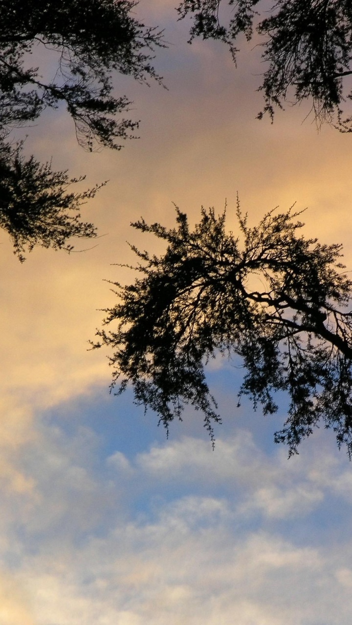 Обои дерево, природа, ветвь, облако, древесные растения в разрешении 720x1280