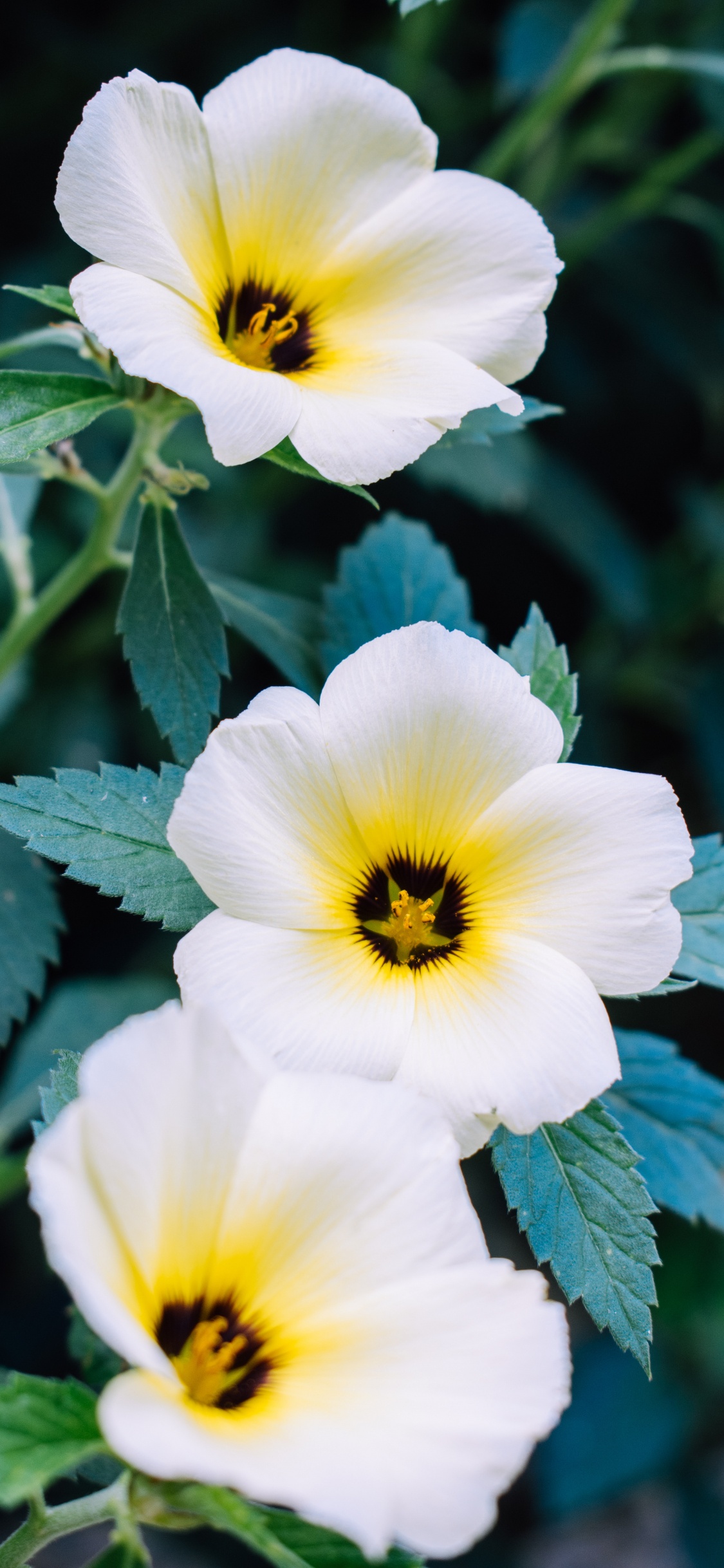 Обои рассада, полевой цветок, анютины глазки, травянистое растение, растение в разрешении 1125x2436