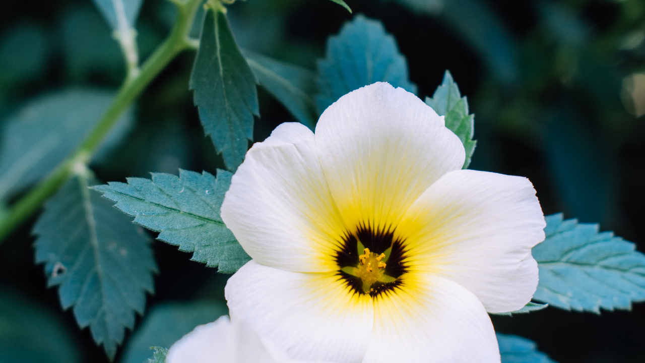 Обои рассада, полевой цветок, анютины глазки, травянистое растение, растение в разрешении 1280x720