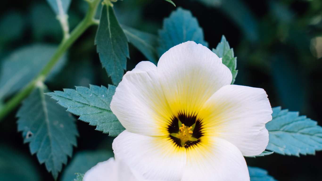 Обои рассада, полевой цветок, анютины глазки, травянистое растение, растение в разрешении 1366x768