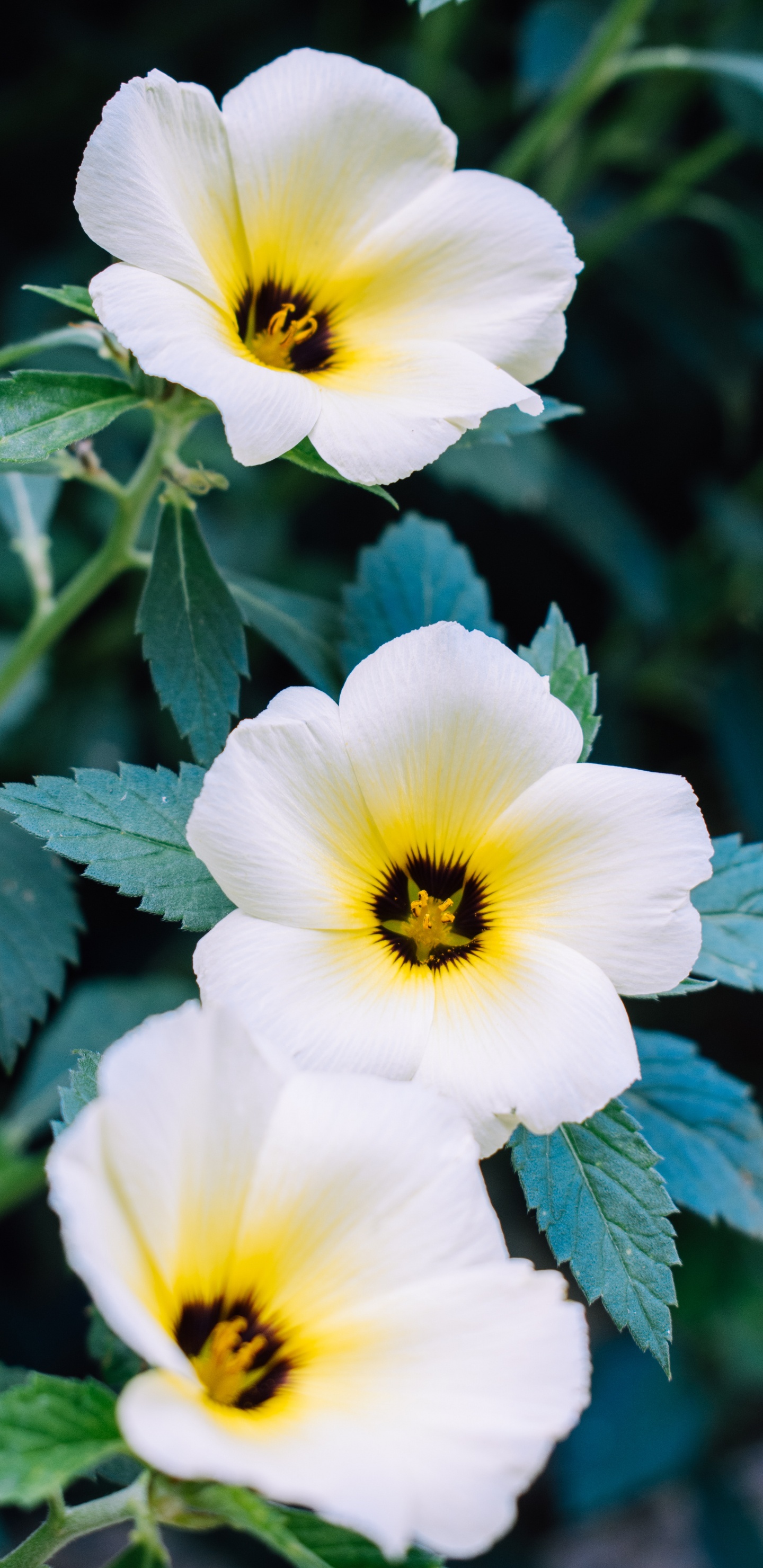 Обои рассада, полевой цветок, анютины глазки, травянистое растение, растение в разрешении 1440x2960